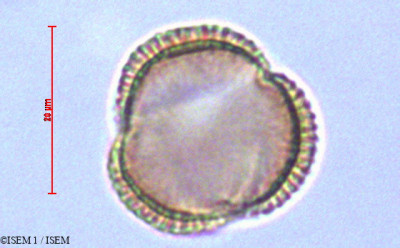 Draba hallii - lame n° 29069